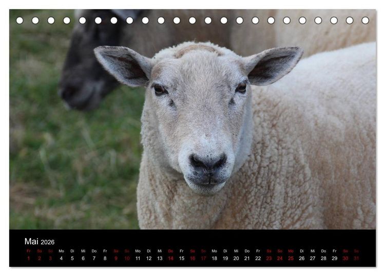 Produktbild: Eulhof (Tischkalender 2026 DIN A5 quer), CALVENDO Monatskalender