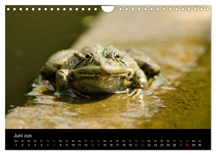 Produktbild: FROSCHBUCH (Wandkalender 2026 DIN A4 quer), CALVENDO Monatskalender