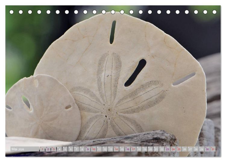 Produktbild: H&auml;user der Meere: Muscheln - Seeigel - Schnecken (Tischkalender 2026 DIN A5 quer), CALVENDO Monatskalender