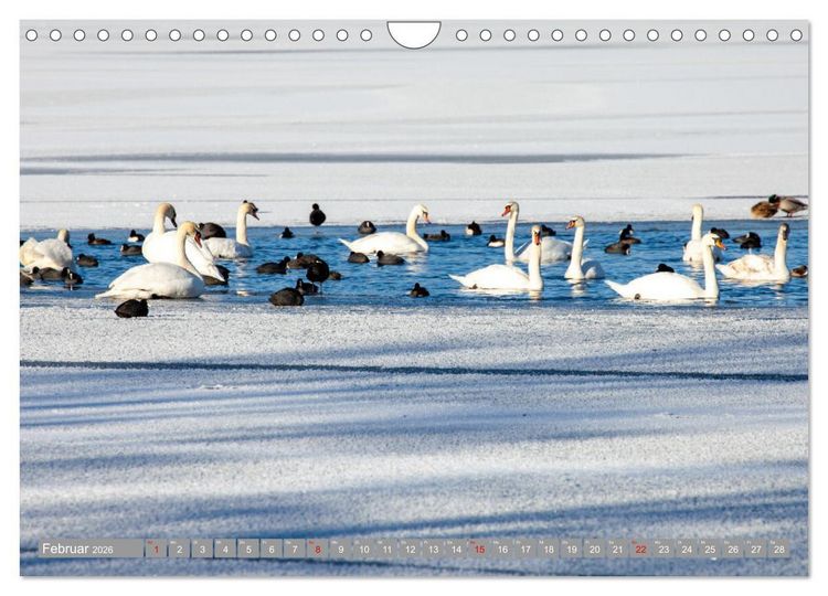 Produktbild: Der Schwanentanz (Wandkalender 2026 DIN A4 quer), CALVENDO Monatskalender