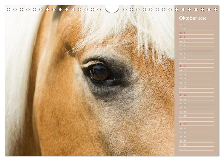 Produktbild: Haflinger / Geburtstagskalender (Wandkalender 2026 DIN A4 quer), CALVENDO Monatskalender