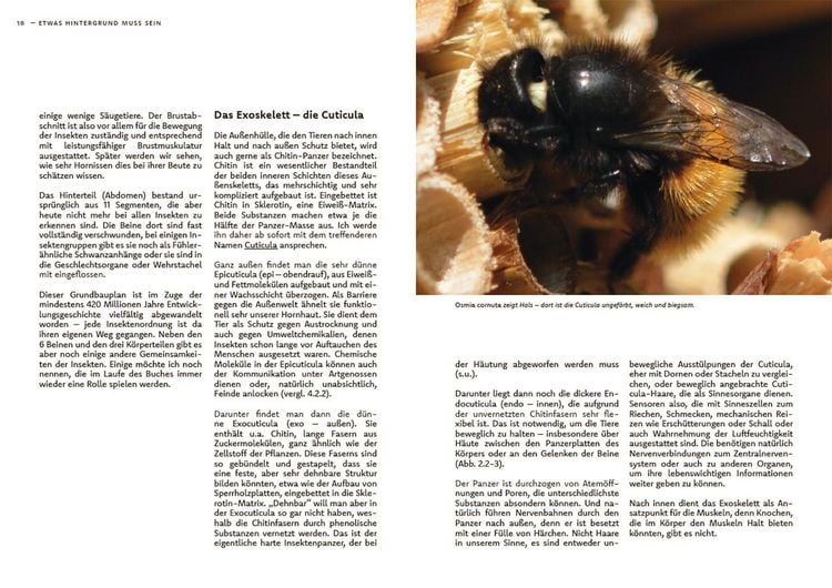 Produktbild: Wildbienen haben es auch nicht leicht
