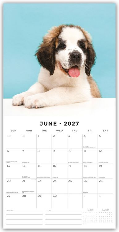 Produktbild: Saint Bernards &ndash; Bernhardiner 2027 &ndash; 16-Monatskalender