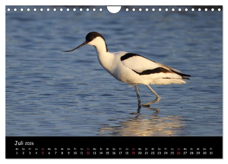 Produktbild: V&ouml;gel der Nordseek&uuml;ste (Wandkalender 2026 DIN A4 quer), CALVENDO Monatskalender