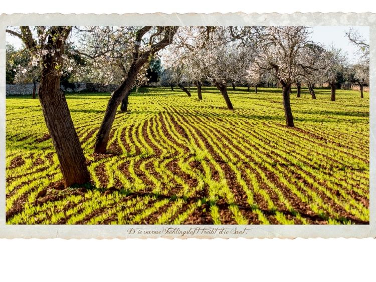 Produktbild: CALVENDO Puzzle Ein Motiv aus dem Kalender Emotionale Momente - Lust auf Landleben auf Mallorca. | 1000 Teile Lege-Gr&ouml;&szlig;e 64x48cm Foto-Puzzle f&uuml;r gl&uuml;ckliche Stunden