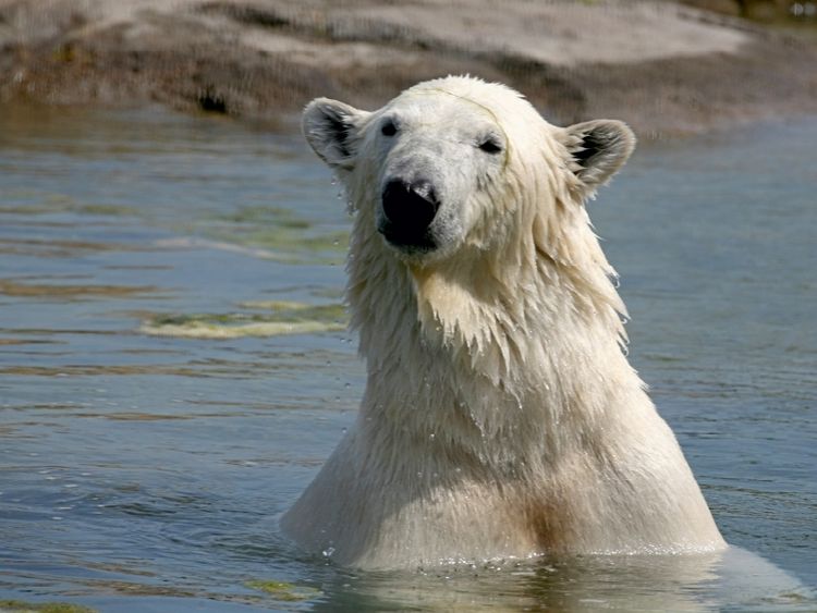 Produktbild: CALVENDO Puzzle Eisb&auml;r | 1000 Teile Lege-Gr&ouml;&szlig;e 64x48cm Foto-Puzzle f&uuml;r gl&uuml;ckliche Stunden