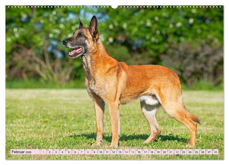 Produktbild: Freund und Besch&uuml;tzer - Der Malinois (hochwertiger Premium Wandkalender 2026 DIN A2 quer), Kunstdruck in Hochglanz
