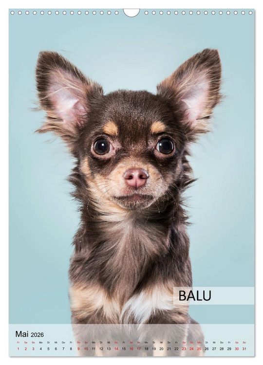 Produktbild: Hundekalender - Hunderassen im Portrait (Wandkalender 2026 DIN A3 hoch), CALVENDO Monatskalender