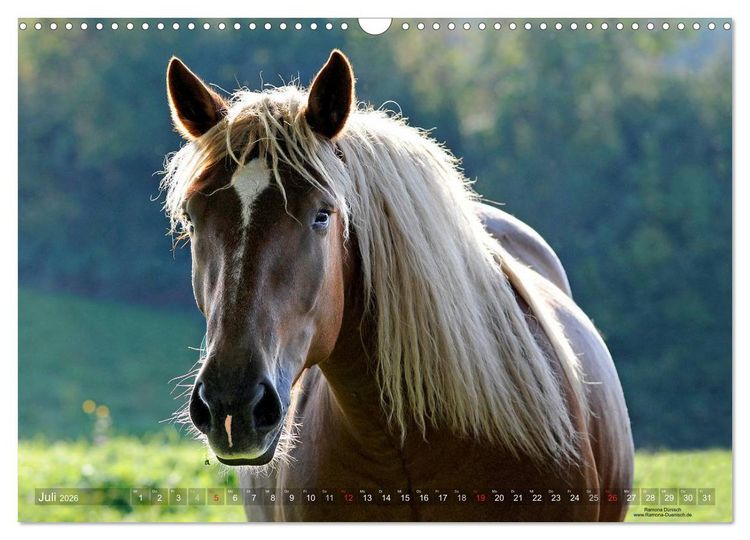 Produktbild: Faszination Kaltblut (Wandkalender 2026 DIN A3 quer), CALVENDO Monatskalender