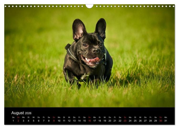 Produktbild: French Bulldog aktiv, verspielt, sportlich (Wandkalender 2026 DIN A3 quer), CALVENDO Monatskalender