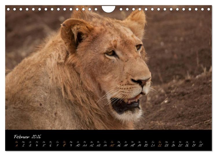 Produktbild: Wilde L&ouml;wen (Wandkalender 2026 DIN A4 quer), CALVENDO Monatskalender