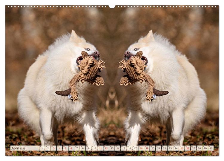 Produktbild: Mit doppelter Power durch das Jahr (hochwertiger Premium Wandkalender 2026 DIN A2 quer), Kunstdruck in Hochglanz