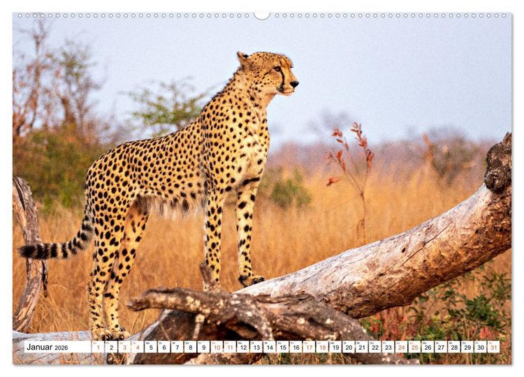 Produktbild: S&uuml;dafrikas wilde Katzen (hochwertiger Premium Wandkalender 2026 DIN A2 quer), Kunstdruck in Hochglanz