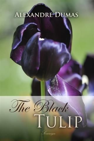 Produktbild: Black Tulip