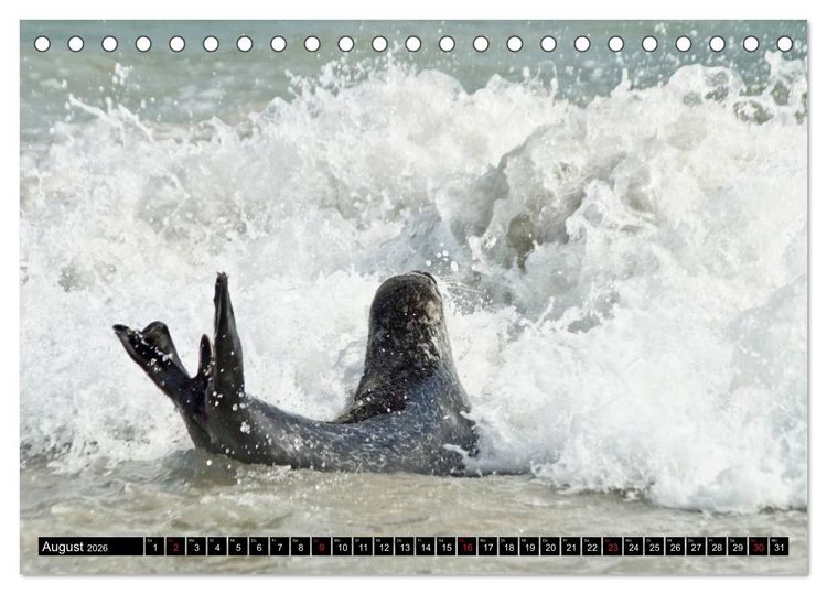 Produktbild: Robben an der Nordsee (Tischkalender 2026 DIN A5 quer), CALVENDO Monatskalender