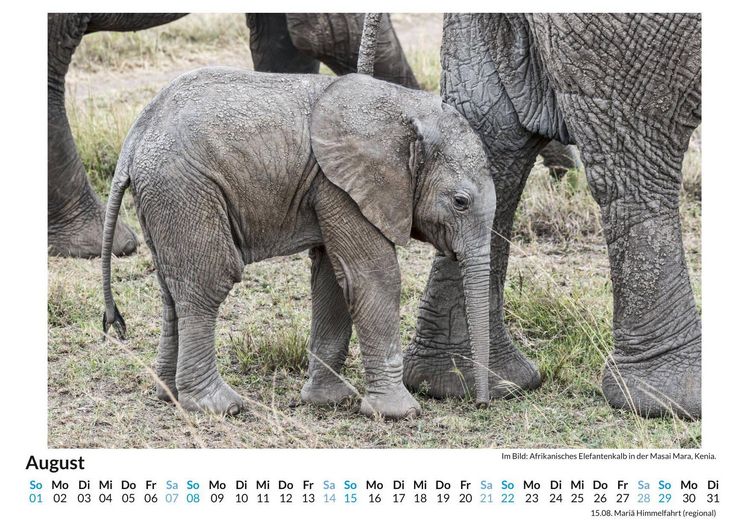 Produktbild: Wildtiere in Kenia