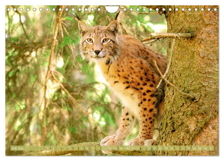 Produktbild: Dem Luchs auf der Spur (Wandkalender 2026 DIN A4 quer), CALVENDO Monatskalender