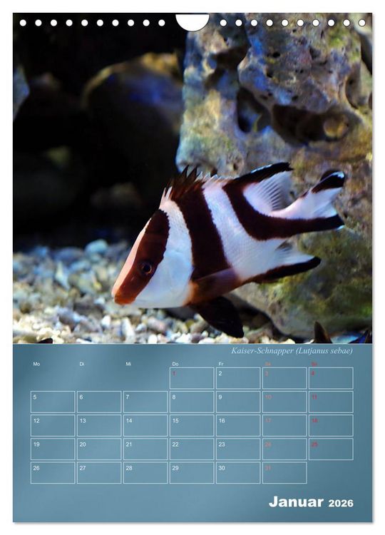 Produktbild: Bunte Riffbewohner - Fische, Anemonen und noch viel mehr (Wandkalender 2026 DIN A4 hoch), CALVENDO Monatskalender