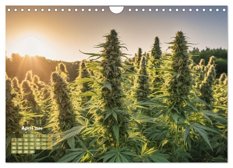 Produktbild: Wundersch&ouml;ne Cannabisfelder (Wandkalender 2026 DIN A4 quer), CALVENDO Monatskalender