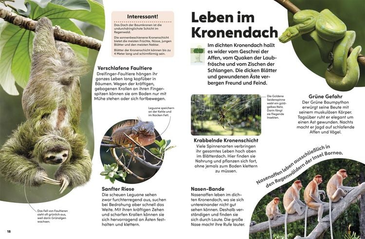 Produktbild: memo Wissen Kids. Der Regenwald