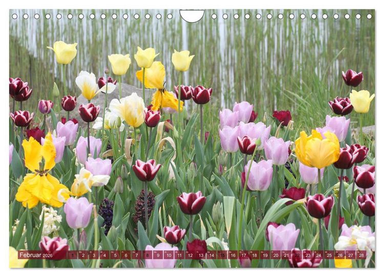 Produktbild: Im Tulpengarten (Wandkalender 2026 DIN A4 quer), CALVENDO Monatskalender