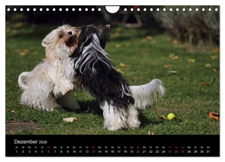 Produktbild: Mit dem Yorki durch das Jahr 2026 (Wandkalender 2026 DIN A4 quer), CALVENDO Monatskalender