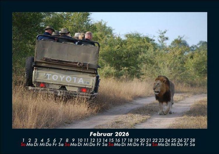 Produktbild: L&ouml;wen in der Wildnis 2026 Fotokalender DIN A5