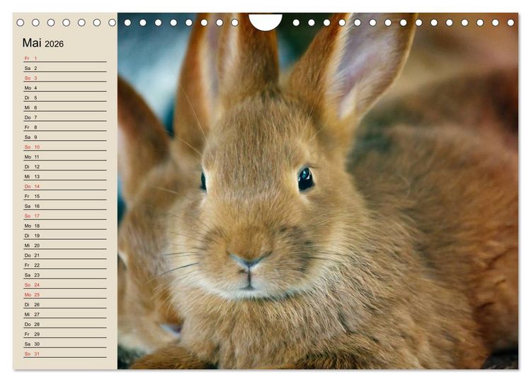 Produktbild: Kaninchen und Hasen (Wandkalender 2026 DIN A4 quer), CALVENDO Monatskalender