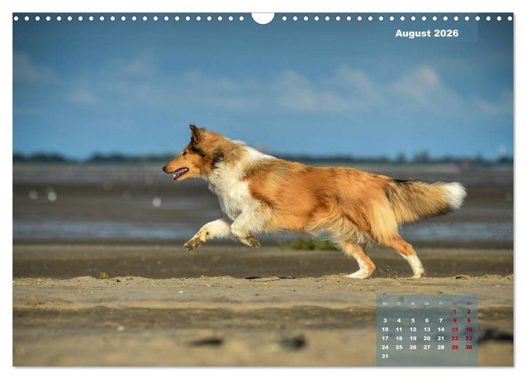 Produktbild: Collies? Was sonst! (Wandkalender 2026 DIN A3 quer), CALVENDO Monatskalender