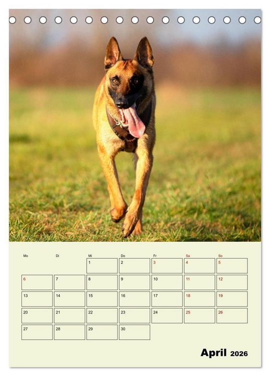 Produktbild: Malinois verl&auml;ssliche Begleiter (Tischkalender 2026 DIN A5 hoch), CALVENDO Monatskalender