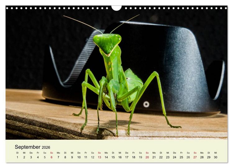 Produktbild: Insekten. Faszinierend und wichtig (Wandkalender 2026 DIN A3 quer), CALVENDO Monatskalender
