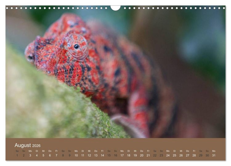 Produktbild: Madagaskars wundersame Tierwelt (Wandkalender 2026 DIN A3 quer), CALVENDO Monatskalender