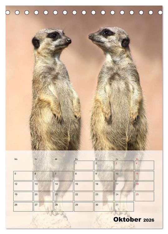 Produktbild: Erdm&auml;nnchen - Afrikas liebenswerte Zwerge (Tischkalender 2026 DIN A5 hoch), CALVENDO Monatskalender