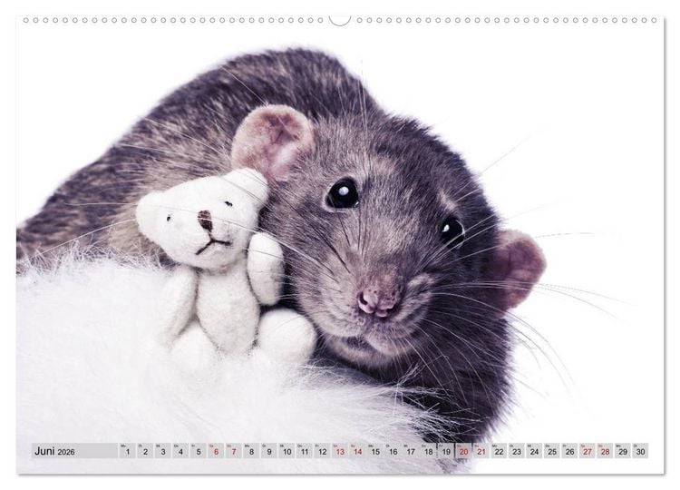 Produktbild: Rattenscharf und zuckers&uuml;&szlig; (Wandkalender 2026 DIN A2 quer), CALVENDO Monatskalender