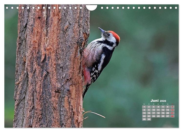 Produktbild: Echte Spechte (Wandkalender 2026 DIN A4 quer), CALVENDO Monatskalender