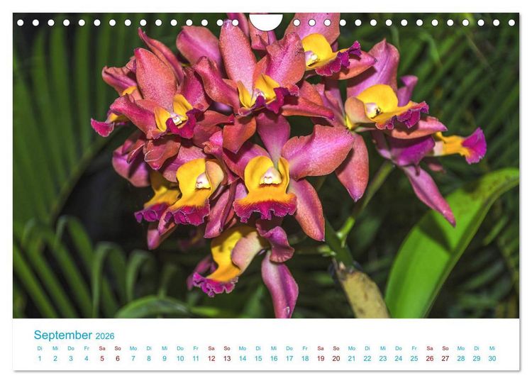 Produktbild: Die K&ouml;nigin der Blumenwelt, die Orchidee (Wandkalender 2026 DIN A4 quer), CALVENDO Monatskalender