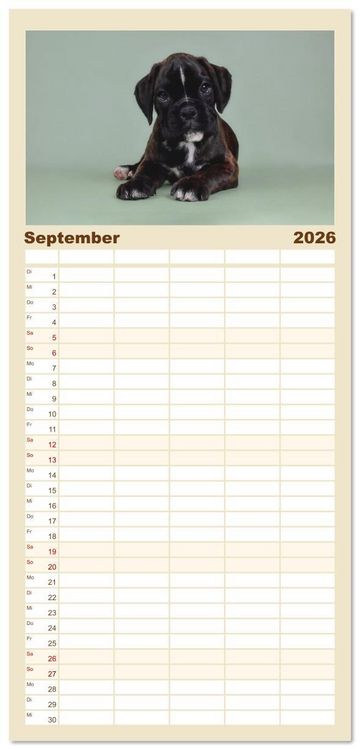 Produktbild: Familienplaner 2026 - Boxer Welpen einfach zuckers&uuml;&szlig; mit 5 Spalten (Wandkalender, 21 x 45 cm) CALVENDO
