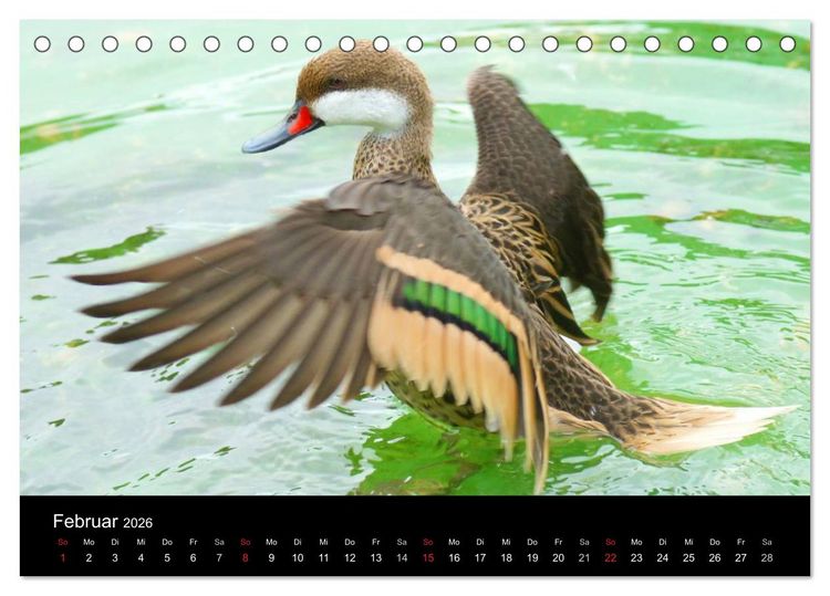 Produktbild: Duck Power (Tischkalender 2026 DIN A5 quer), CALVENDO Monatskalender