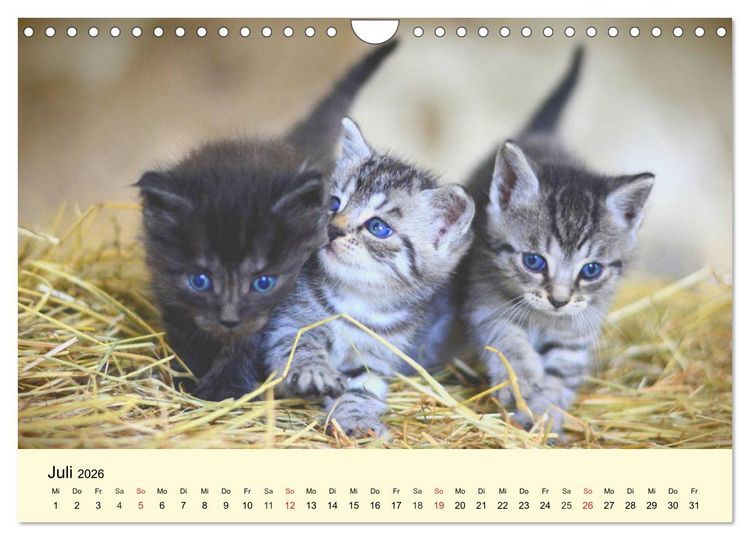 Produktbild: Putzige Katzenkinder. Drollige K&auml;tzchen entdecken die Welt! (Wandkalender 2026 DIN A4 quer), CALVENDO Monatskalender