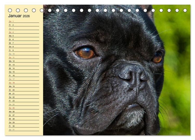 Produktbild: Franz&ouml;sische Bulldogge - Clown auf 4 Pfoten (Tischkalender 2026 DIN A5 quer), CALVENDO Monatskalender