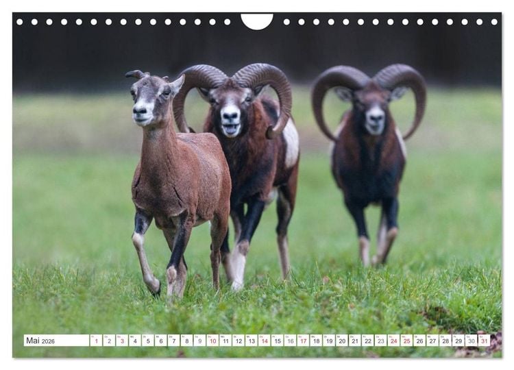 Produktbild: Emotionale Momente: Muffelwild. (Wandkalender 2026 DIN A4 quer), CALVENDO Monatskalender