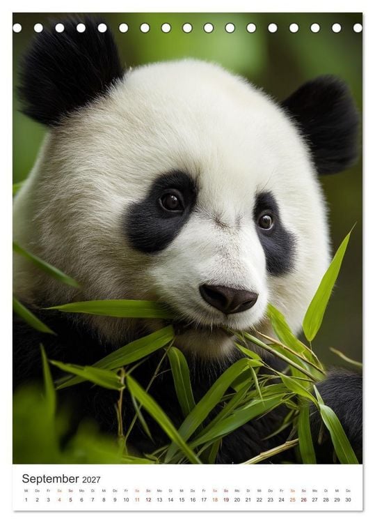 Produktbild: Panda Momente (Tischkalender 2027 DIN A5 hoch), CALVENDO Monatskalender