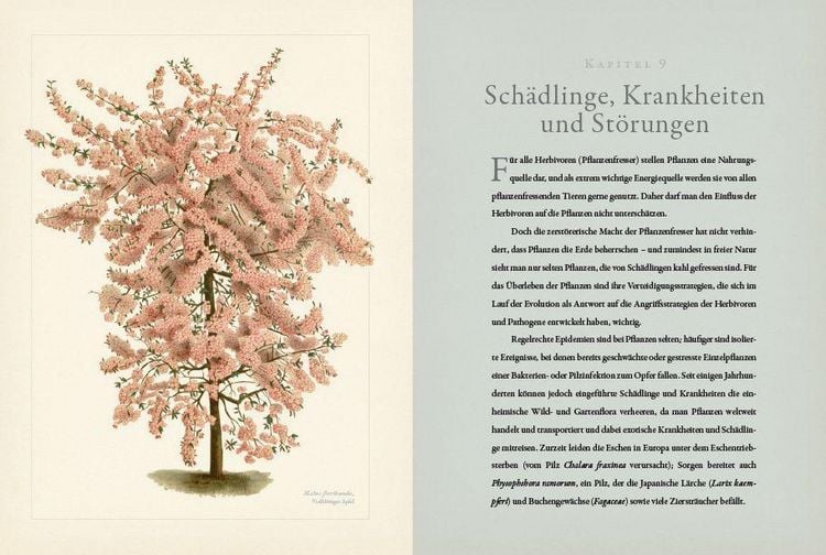 Produktbild: Botanik f&uuml;r G&auml;rtner