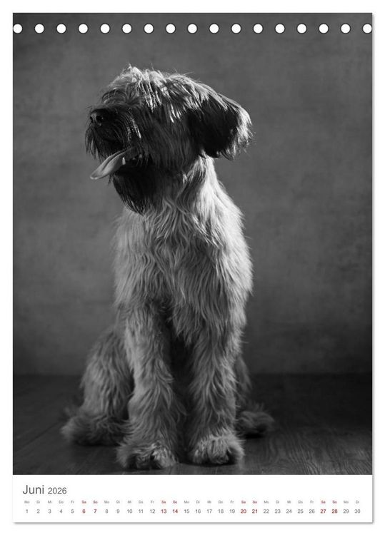 Produktbild: Fine Art Hundeportraits (Tischkalender 2026 DIN A5 hoch), CALVENDO Monatskalender