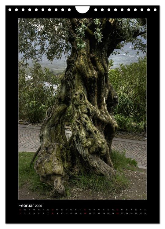 Produktbild: Mythos Baum / 2026 (Wandkalender 2026 DIN A4 hoch), CALVENDO Monatskalender