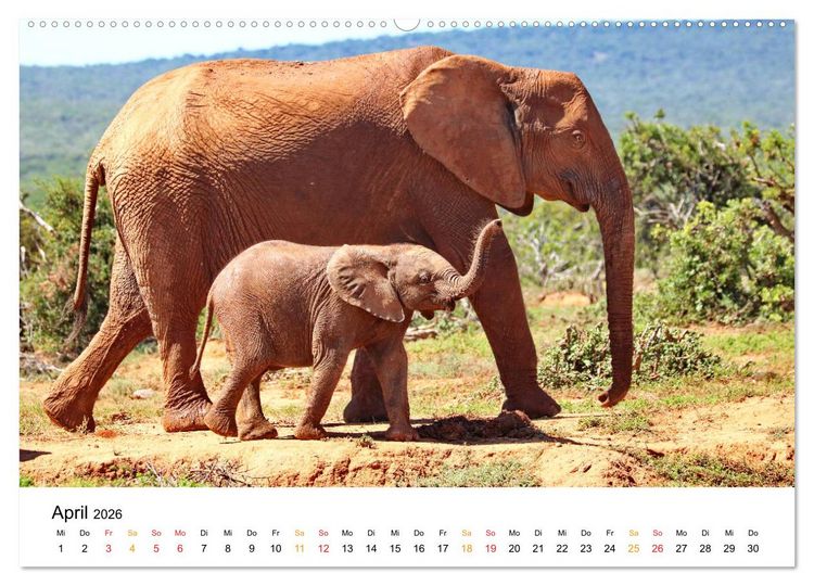 Produktbild: ADDO ELEPHANT NATIONAL PARK Elefanten Babies (hochwertiger Premium Wandkalender 2026 DIN A2 quer), Kunstdruck in Hochglanz