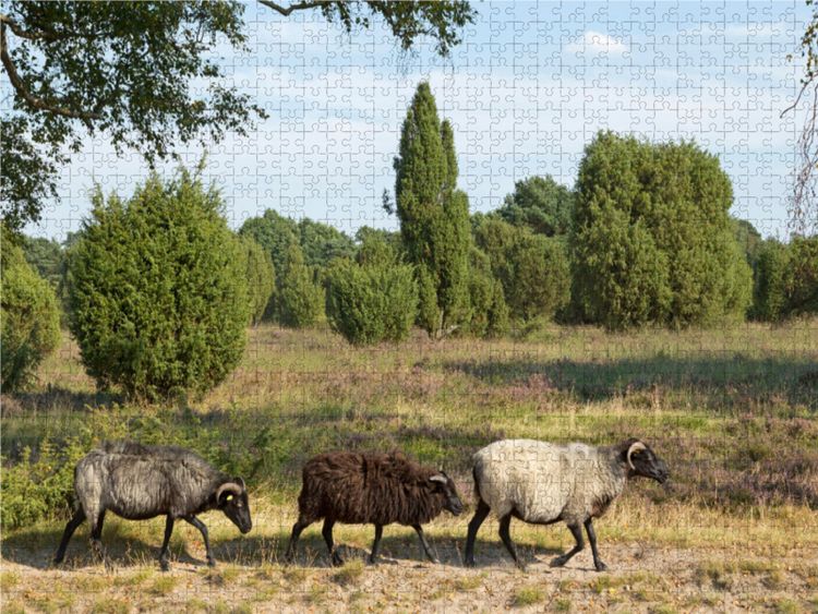 Produktbild: CALVENDO Puzzle Heidschnucken unterwegs | 1000 Teile Lege-Gr&ouml;&szlig;e 64x48cm Foto-Puzzle f&uuml;r gl&uuml;ckliche Stunden