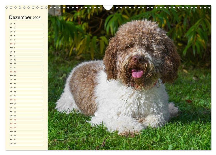 Produktbild: Lagotto Romagnolo - Italienischer Tr&uuml;ffelhund (Wandkalender 2026 DIN A3 quer), CALVENDO Monatskalender