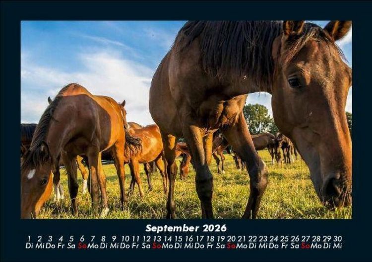 Produktbild: Die Welt der Pferde 2026 Fotokalender DIN A5
