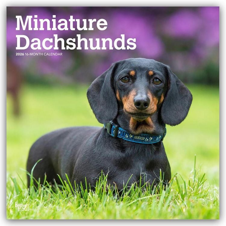 Produktbild: Miniature Dachshunds – Zwergdackel 2026 – 16-Monatskalender